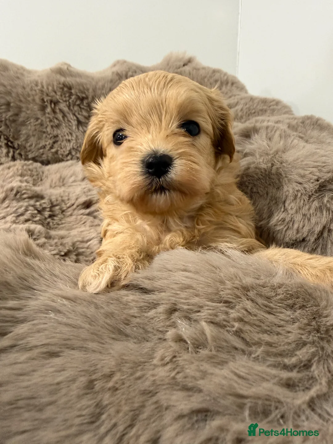 Maltipoo dogs for sale: 7 beautiful girls. F1. Fully dna clear & health  - Advert 2