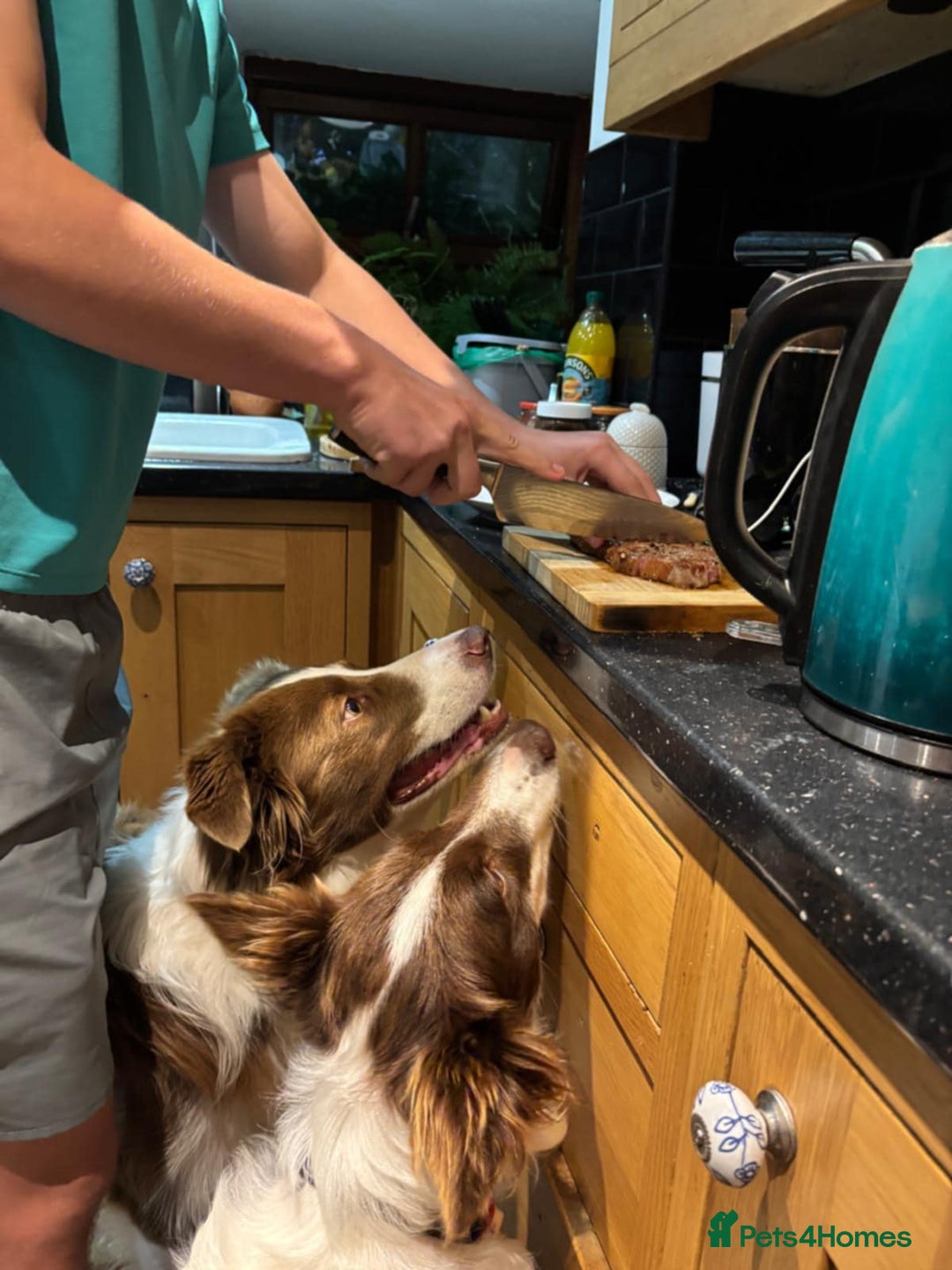 Border Collie dogs for sale: Border collie - Image 10