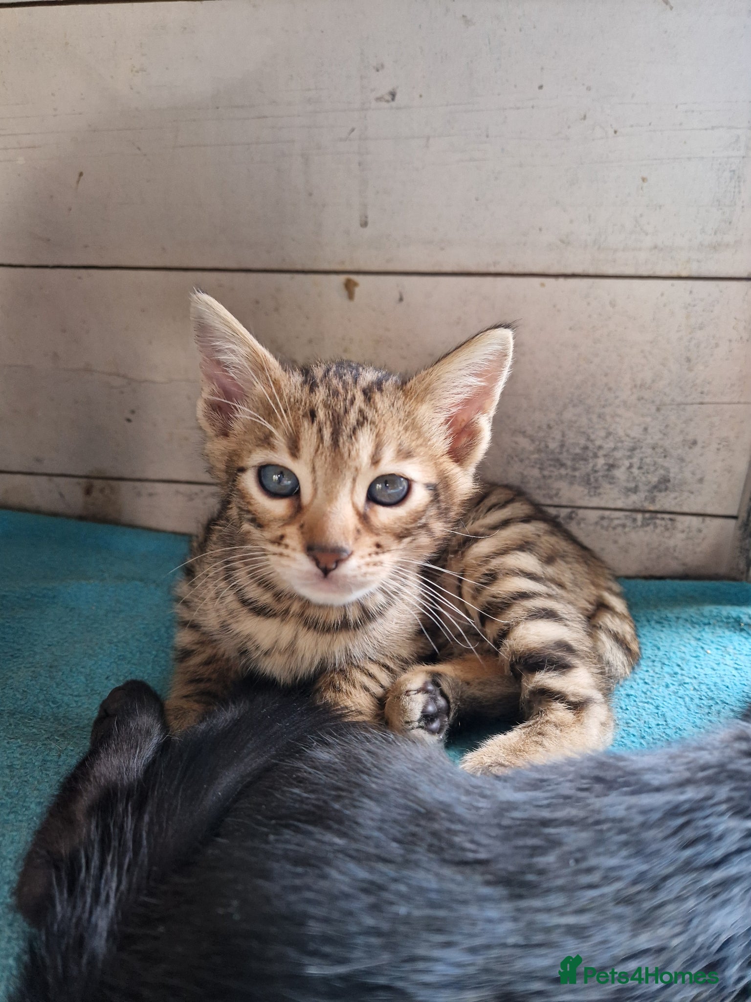 Mixed Breed cats for sale: 7/8ths Bengal, 1/8th Siamese kittens  - Advert 21
