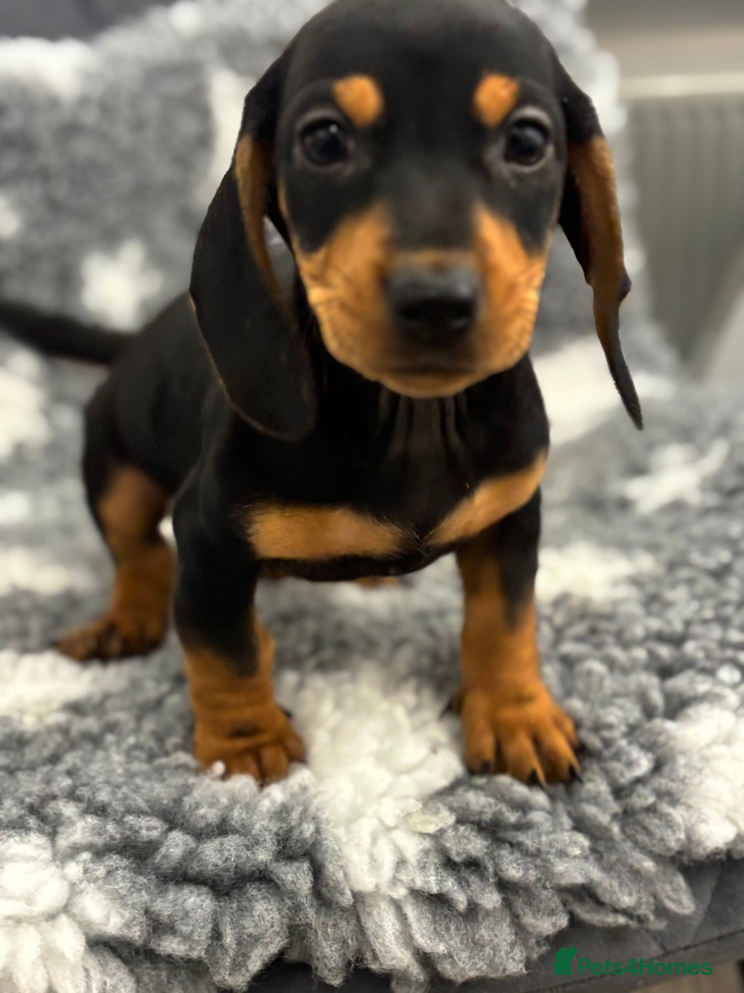 Miniature Dachshund dogs for sale: 7 Daschunds pups  - Advert 6