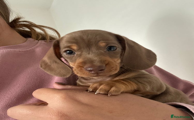 Miniature Dachshund dogs - Advert 4