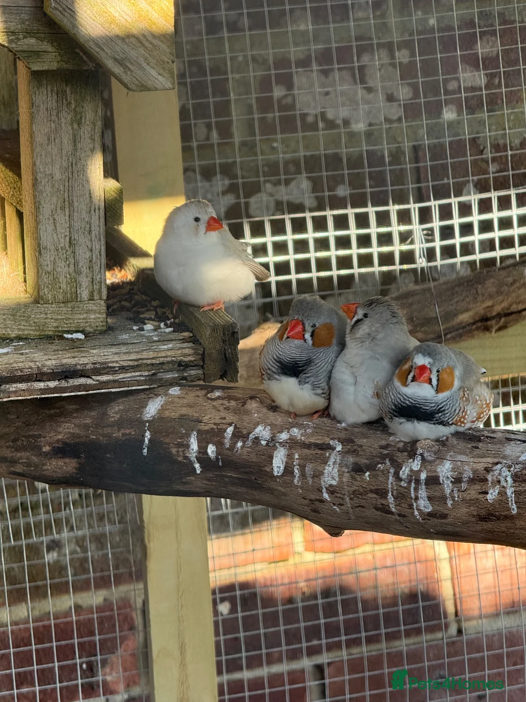 Finches birds for sale: Zebra finches - Advert 2