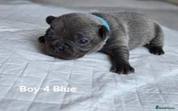 French Bulldog dogs for sale: French bulldog puppy  - Image 4