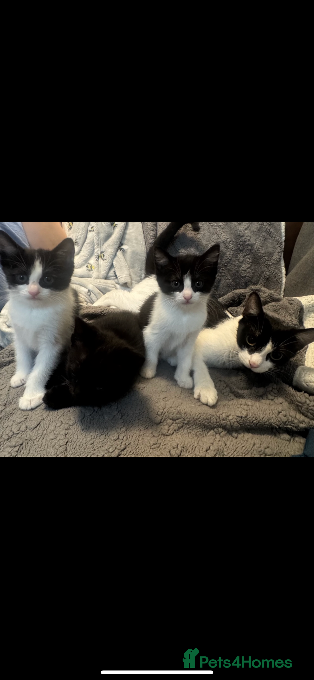 Mixed Breed cats for sale: Adorable Black & B/W Kittens Need Loving Homes - Advert 1