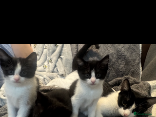 Mixed Breed cats Adorable Black & B/W Kittens Need Loving Homes - Advert 11