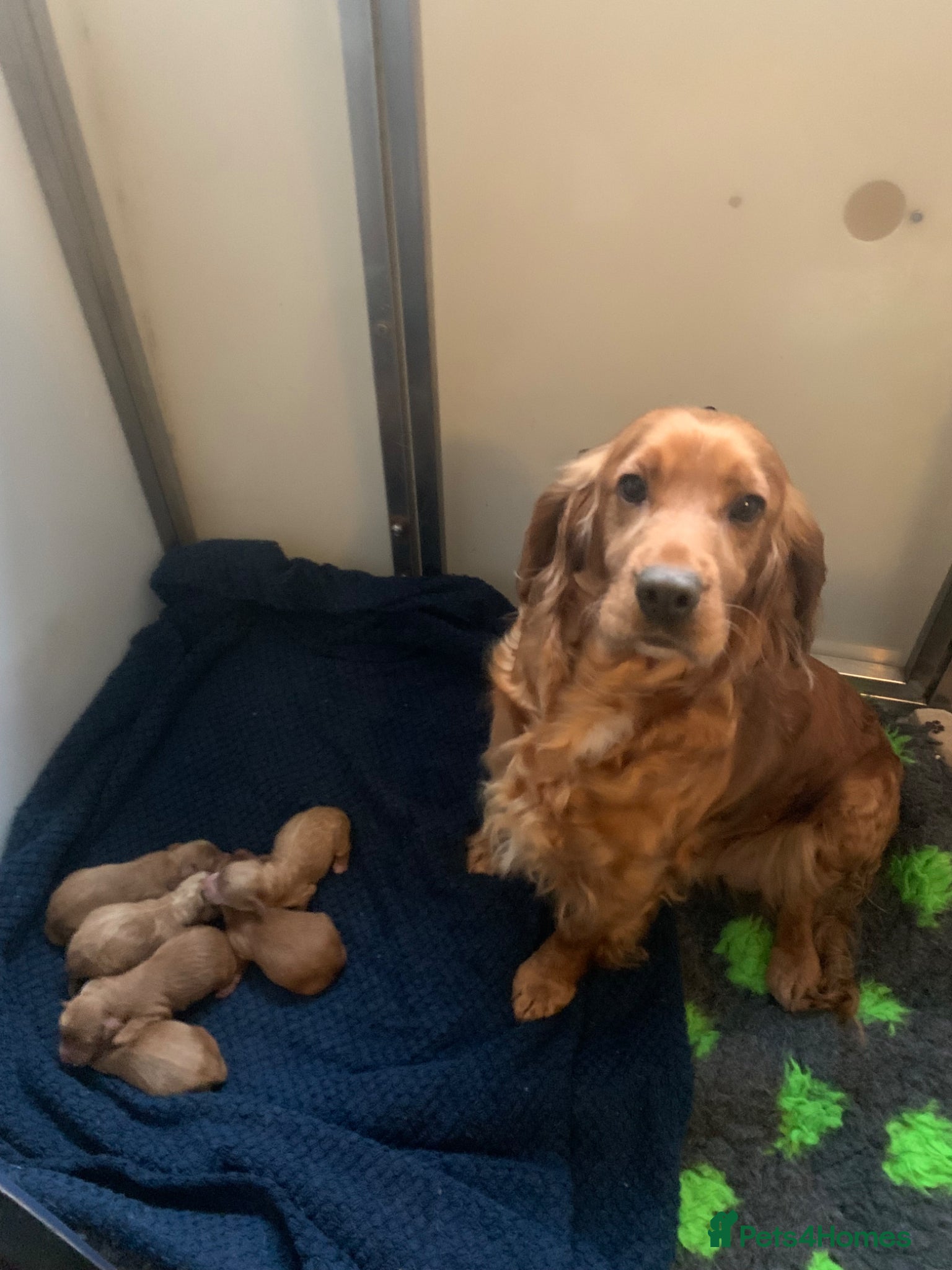 Cockapoo dogs Family raised Cockapoo babies  - Advert 1