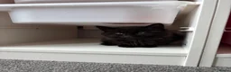 Mixed Breed cats for sale: 2 male kittens for sale  in Gateshead - Advert 7