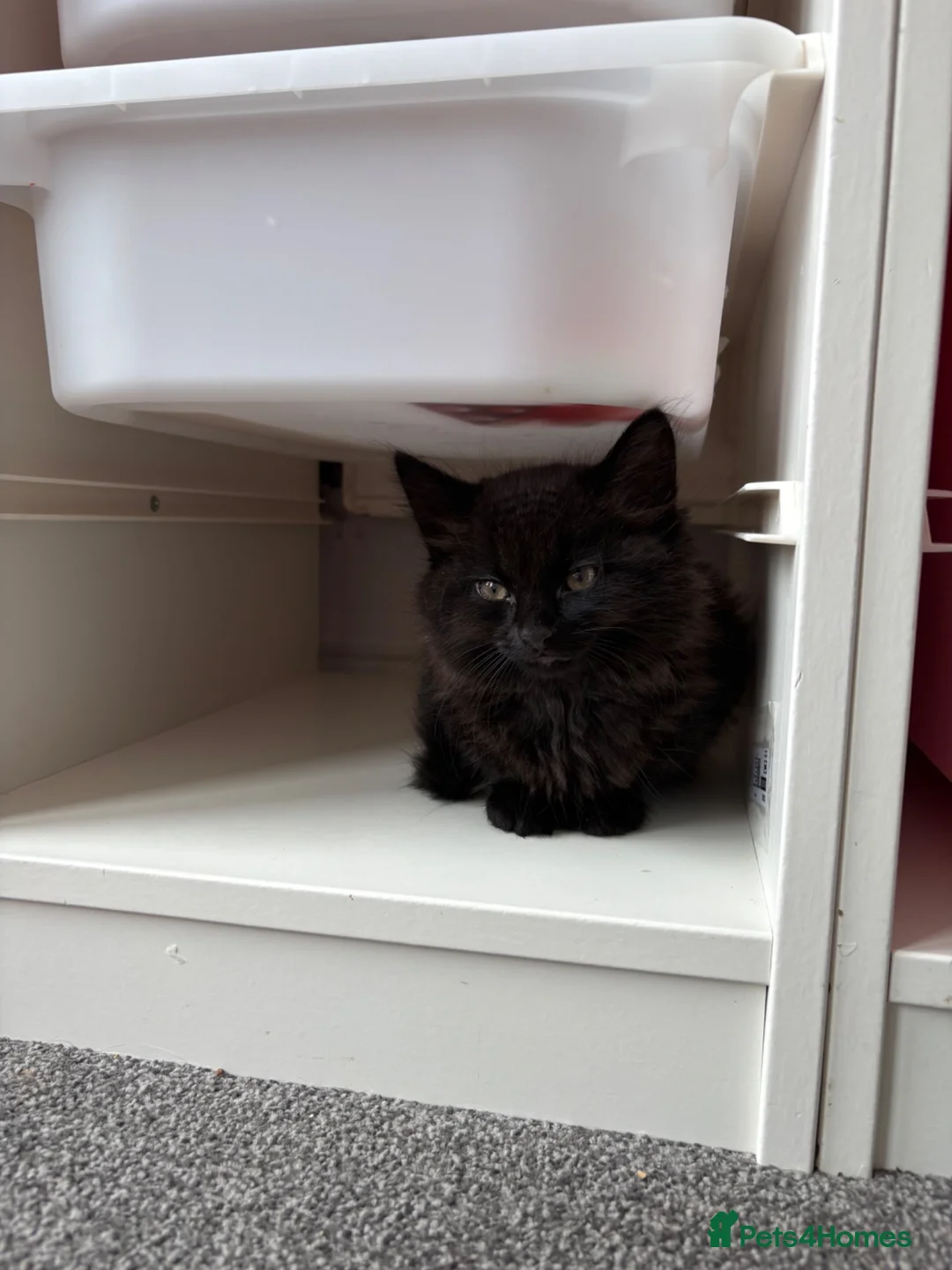 Mixed Breed cats for sale: 2 male kittens for sale  in Gateshead - Advert 7