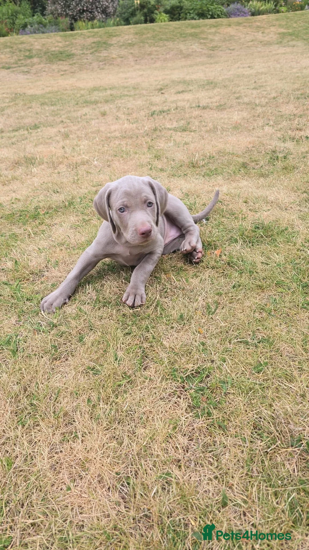 Weimaraner dogs for sale: Puppies  in Oxford - Advert 5