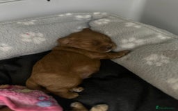 Shihpoo dogs for sale: 🐾 Toy Poodle x Shihpoo Puppies for Sale - Image 22