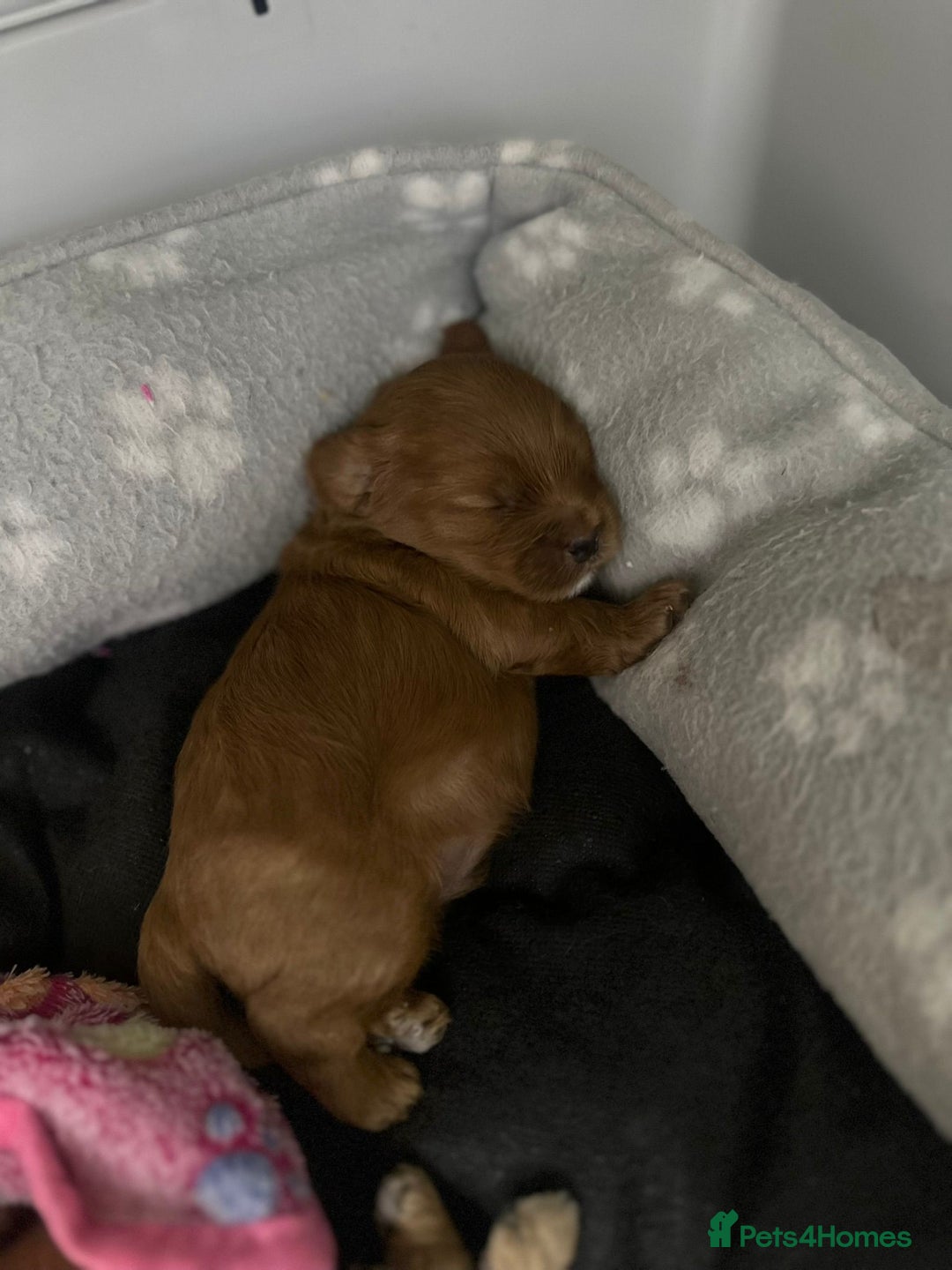 Shihpoo dogs for sale: 🐾 Toy Poodle x Shihpoo Puppies for Sale - Image 22