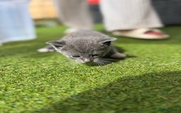 Domestic Shorthair cats for sale: 🐾 Playful, Affectionate Kittens - Image 2