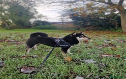 Japanese Shiba Inu dogs for sale: Shibu inu  - Advert 5