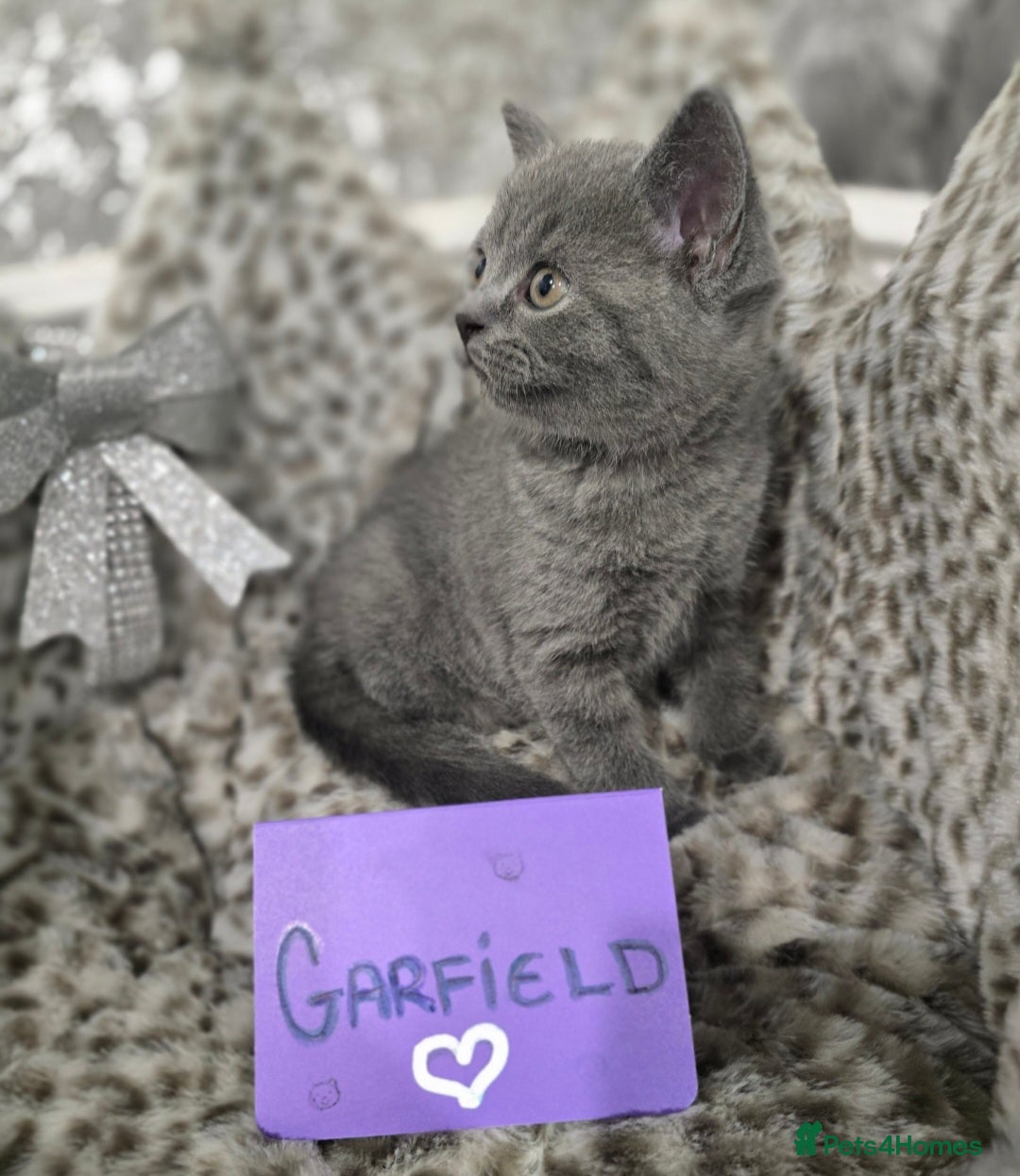 British Shorthair cats for sale: 🩷💜Beautiful British shorthair kittens 💜🩷 - Advert 20