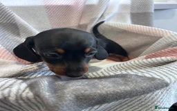 Dachshund dogs for sale: Dachshund puppies - Image 5