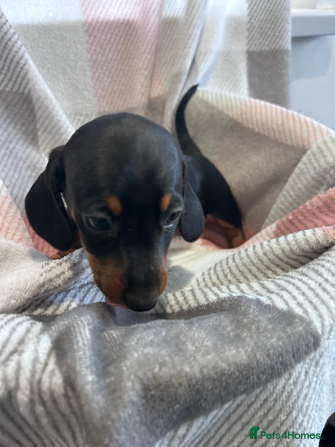 Dachshund dogs for sale: Dachshund puppies - Image 5