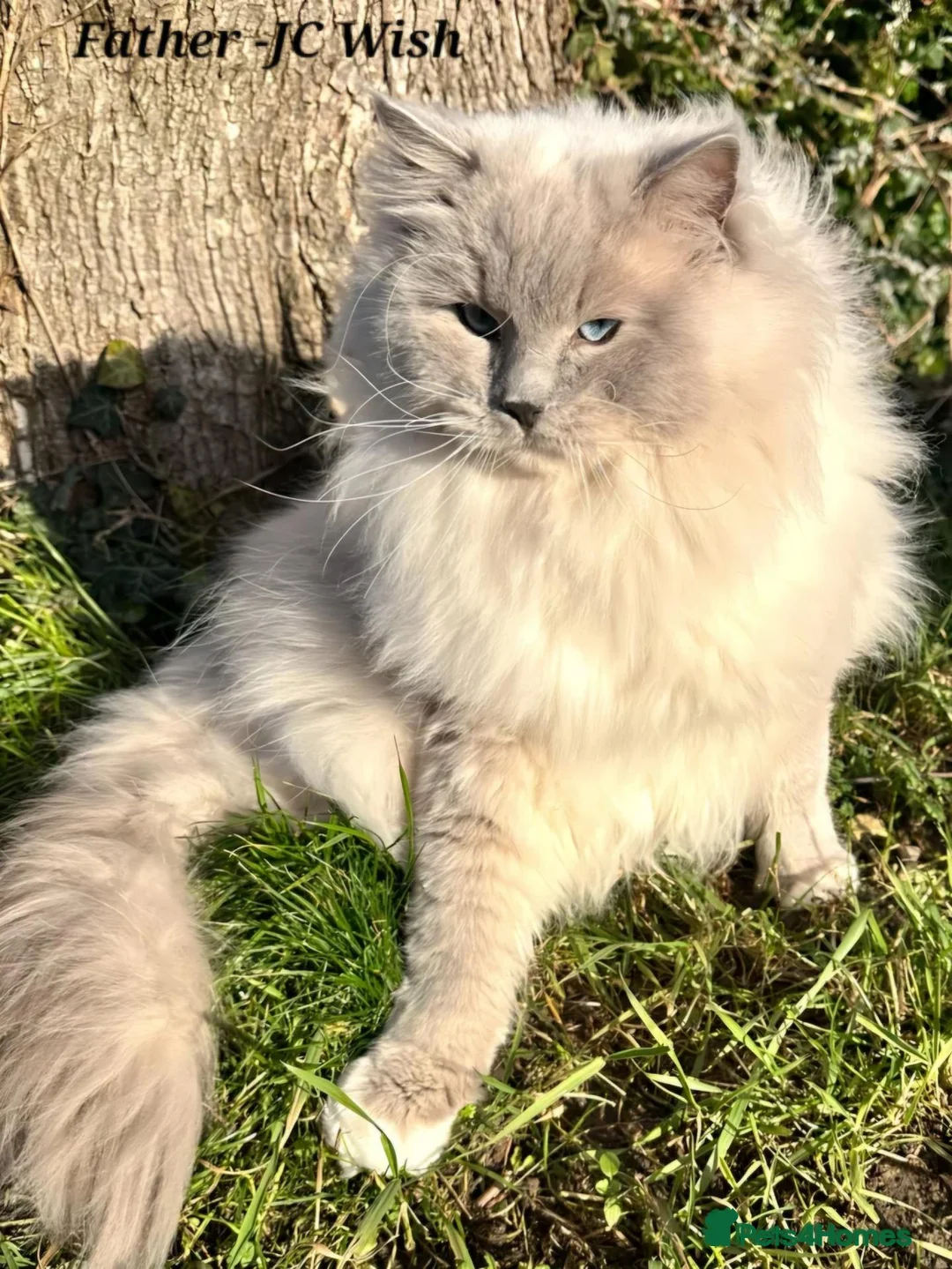 Ragdoll cats for sale: 🏆 GCCF Ragdolls – Championship Bloodlines - Advert 7