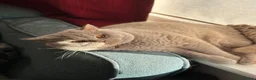 British Shorthair cats for stud: Stud service Fawn boy in Kenley - Advert 5