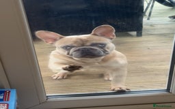 French Bulldog dogs for sale: French bulldog for sale  - Image 2