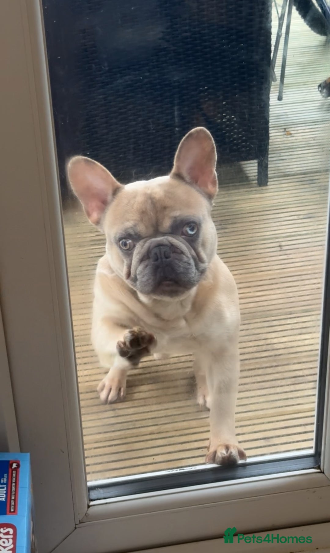 French Bulldog dogs for sale: French bulldog for sale  - Image 2