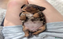 Dachshund dogs for sale: Miniature short hair daschund puppies  - Image 2