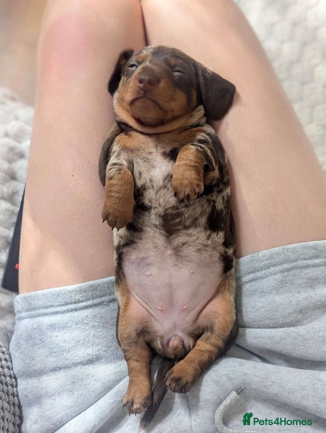 Dachshund dogs for sale: Miniature short hair daschund puppies  - Image 2