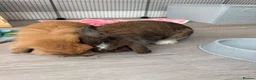 Mini Lion Lop rabbits for sale: 2 x Female Mini Lion Lop’s in Barry - Advert 13