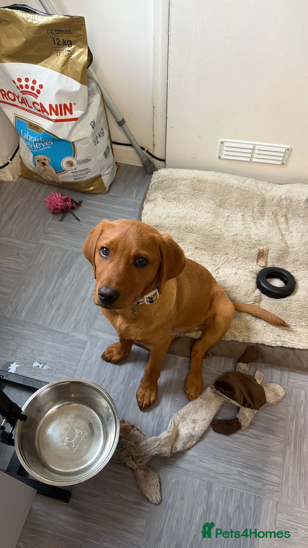 Labrador Retriever dogs for sale: Fox red Labrador  in Havant - Advert 4