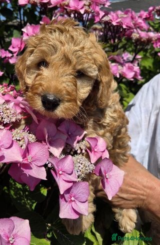 Bordoodle dogs Miniature Bordoodle Puppies - Advert 2