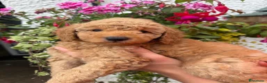 Labradoodle 1