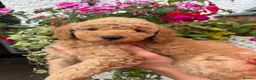 Labradoodle dogs for sale: F1B Miniature Labradoodles.  - Advert 27