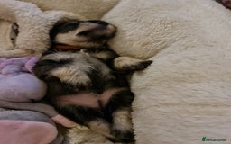 Miniature Schnauzer dogs for sale: Beautiful KC Reg. Miniature Schnauzer Puppies - Advert 6