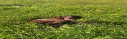Sprocker dogs for sale: 7 Beautiful Sprockers 🐾  - Advert 2