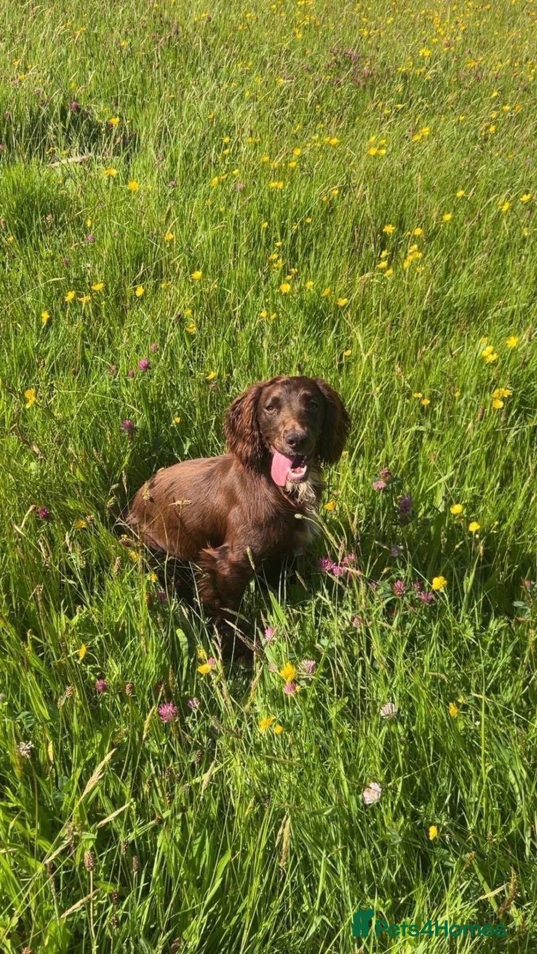 Sprocker dogs for sale: 7 Beautiful Sprockers 🐾  - Advert 2