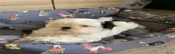 Shih Tzu dogs for sale: Beautiful puppies  - Advert 2