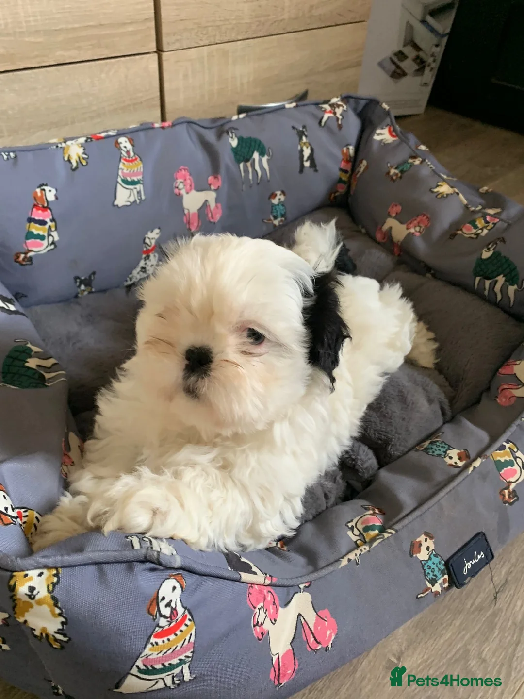 Shih Tzu dogs for sale: Beautiful puppies  - Advert 2