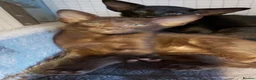Oriental cats for sale: Pedigree Oriental 1 GIRL XL size ears GCCF - Advert 17