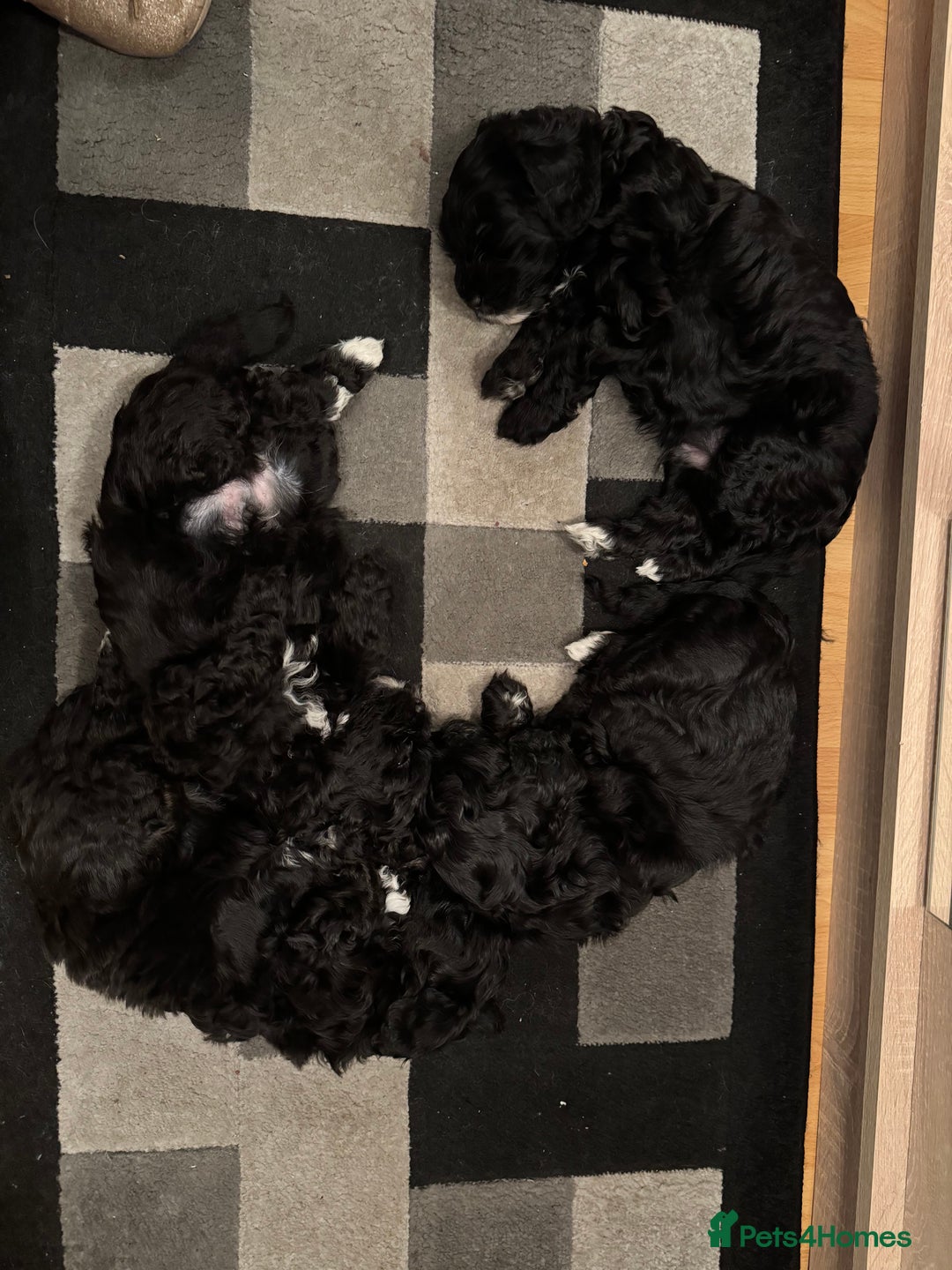 Mixed Breed dogs for sale: Shihpoo puppies  - Advert 8