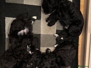 Mixed Breed dogs Shihpoo puppies - Advert 12