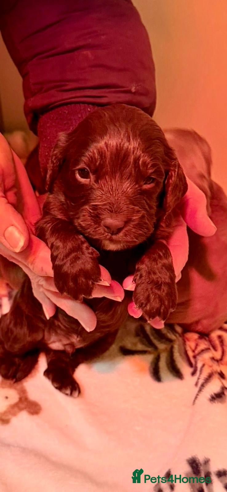 Cocker Spaniel dogs Cocker Spaniel puppies - 1 Girl 2 boys left in Gravesend - Advert 1