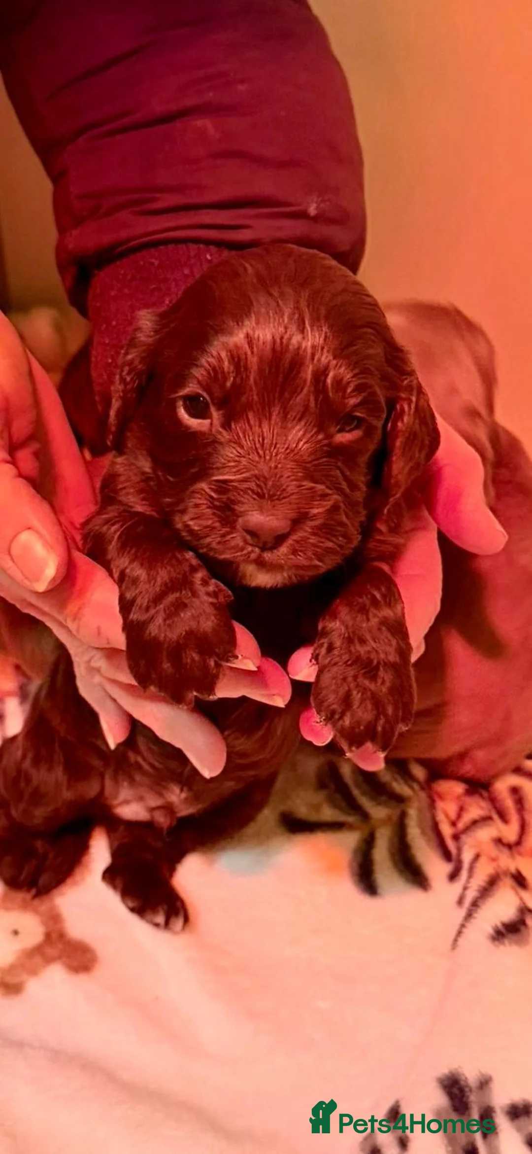 Cocker Spaniel dogs for sale: Cocker Spaniel puppies - 1 Girl 2 boys left - Advert 1