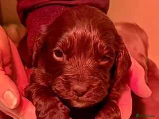 Cocker Spaniel dogs Cocker Spaniel puppies - 1 Girl 2 boys left in Gravesend - Advert 1