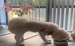 Samoyed dogs for sale: 1 Year old Samoyed Female Dog - Available now! - Image 5