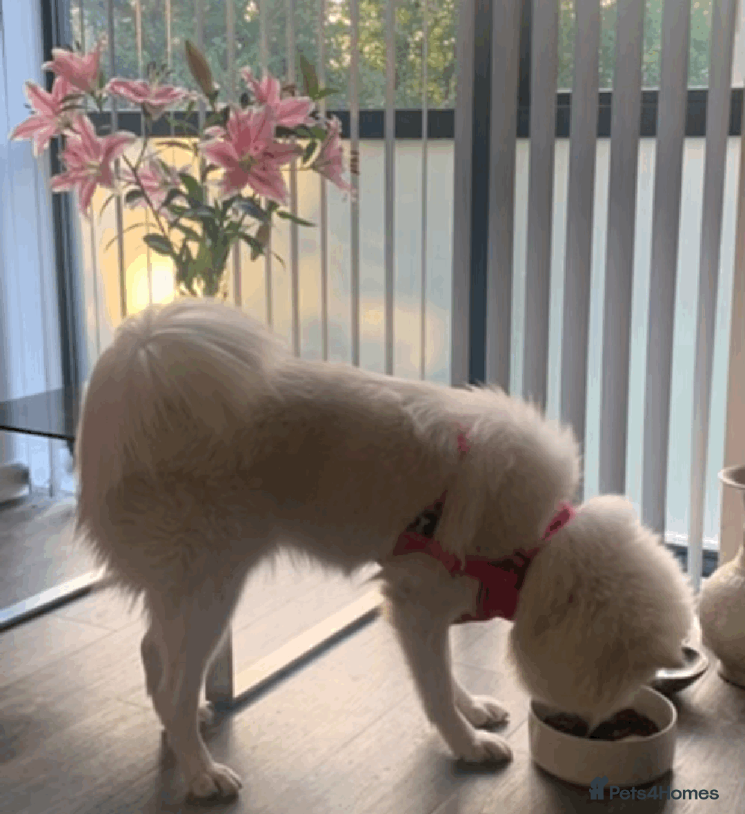 Samoyed dogs for sale: 1 Year old Samoyed Female Dog - Available now! - Image 5