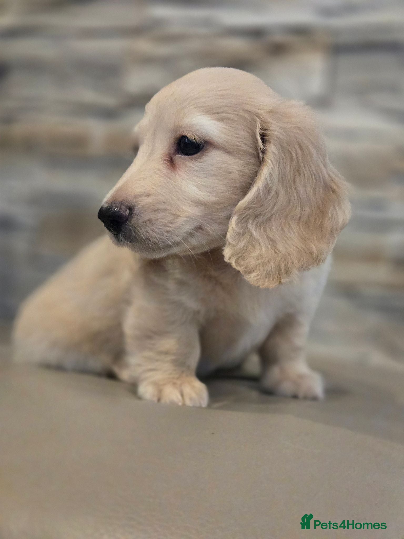 Miniature Dachshund dogs long haired miniature dachshunds  - Advert 16