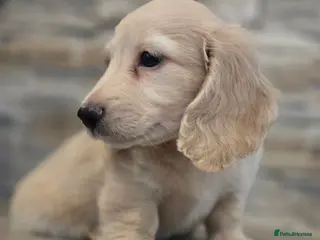 Miniature Dachshund dogs long haired miniature dachshunds - Advert 16