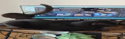 Domestic Shorthair cats for sale: Very Affectionate Girl Looking for a Loving Home - Advert 1