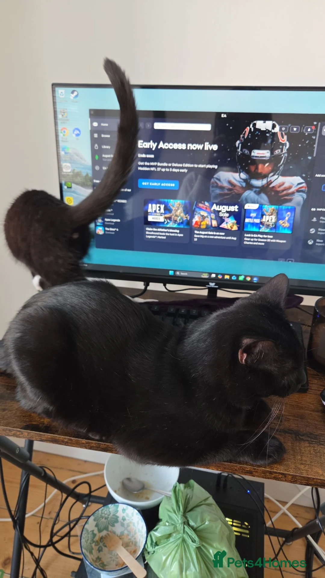 Domestic Shorthair cats for sale: Very Affectionate Girl Looking for a Loving Home - Advert 1