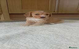 Cocker Spaniel dogs for sale: QUALITY COCKER SPANIAL PUPPIES VARIOUS COLOURS - Image 6