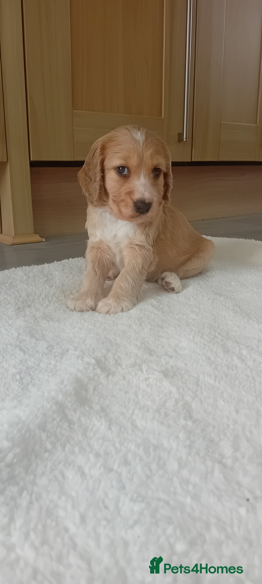 Cocker Spaniel dogs for sale: QUALITY COCKER SPANIAL PUPPIES VARIOUS COLOURS - Image 6